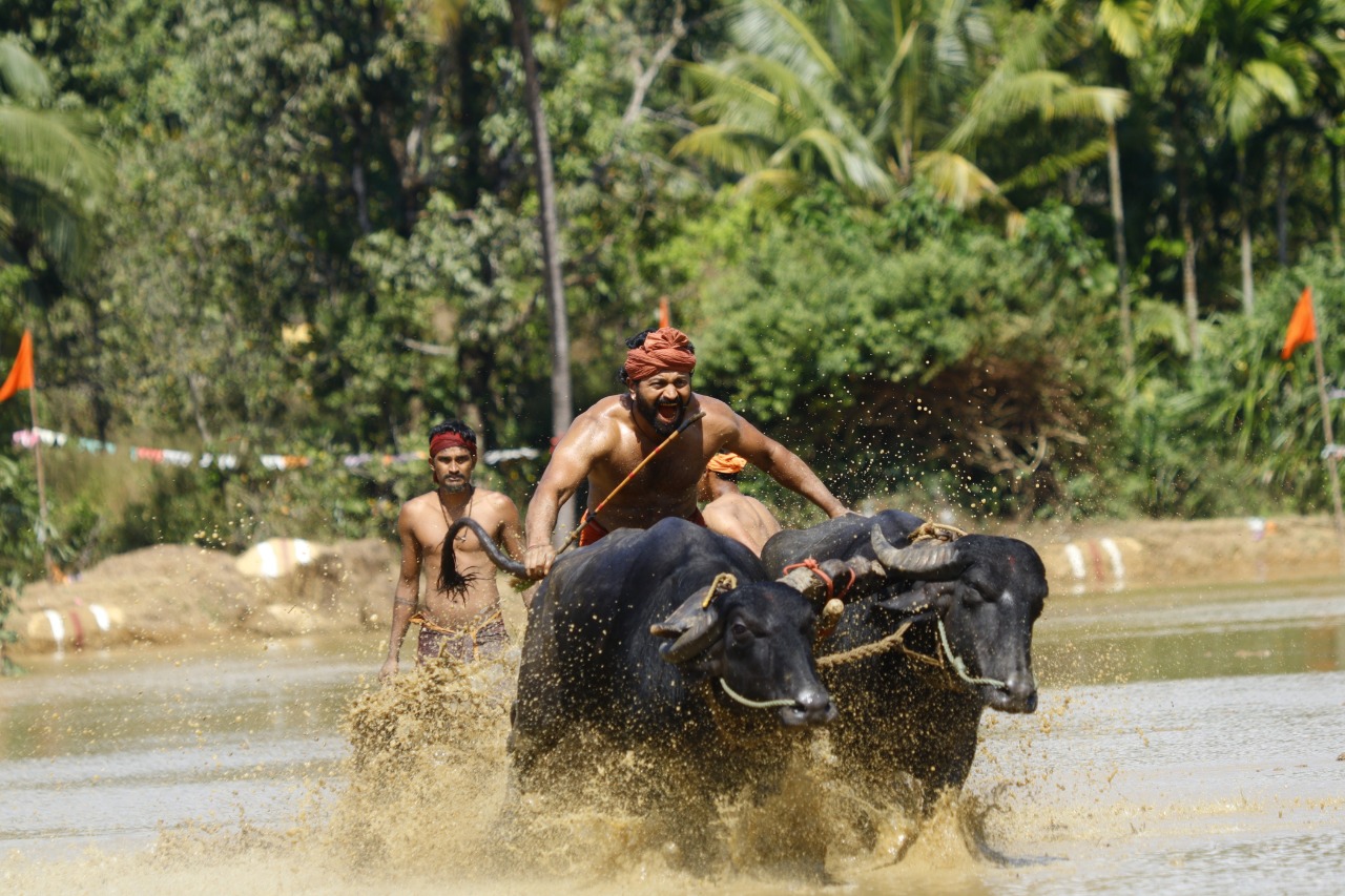 தடைகளை கடந்து சாதனை படைத்து வரும் ‘காந்தாரா’